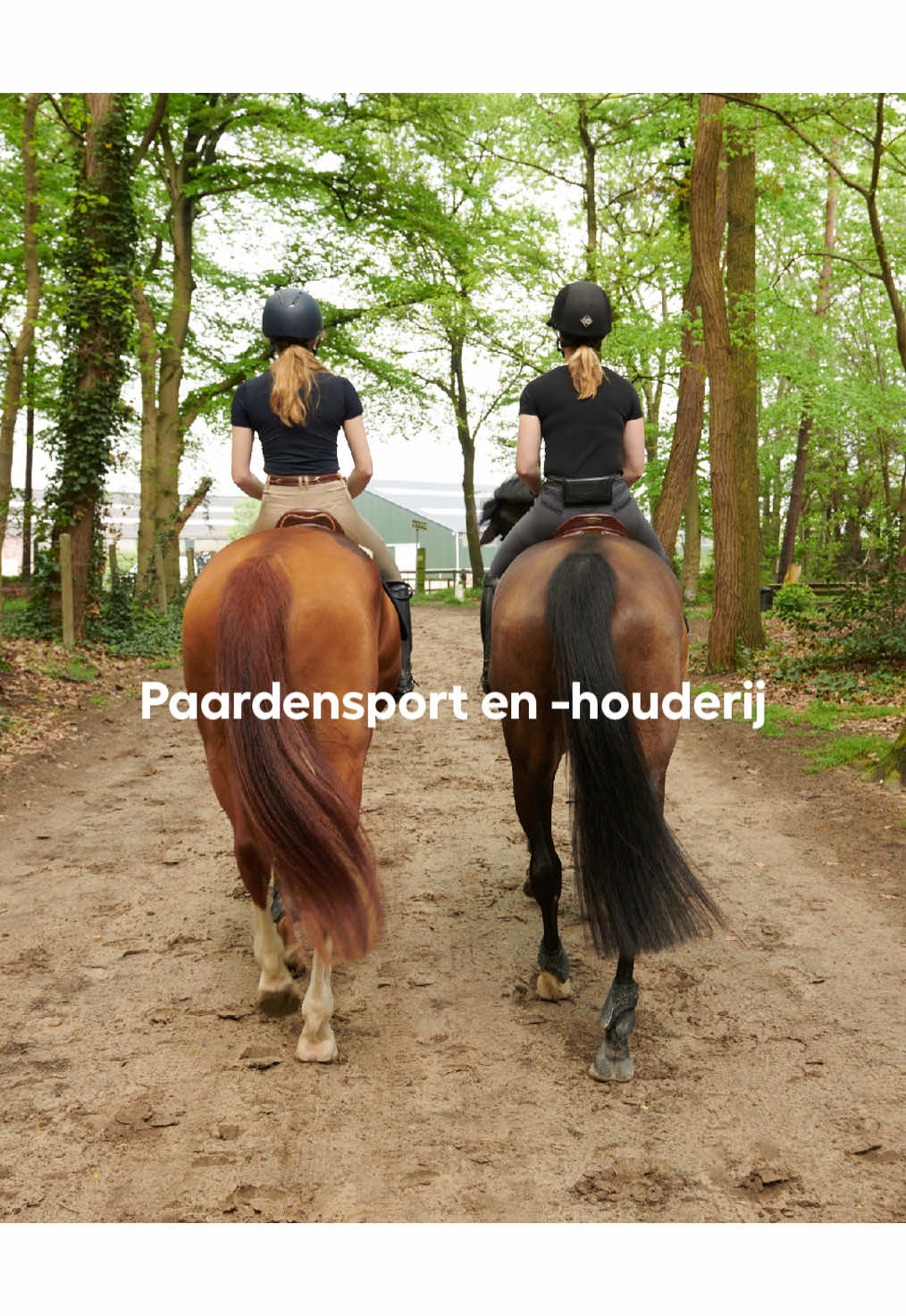 @Paardensport & -houderij Curio