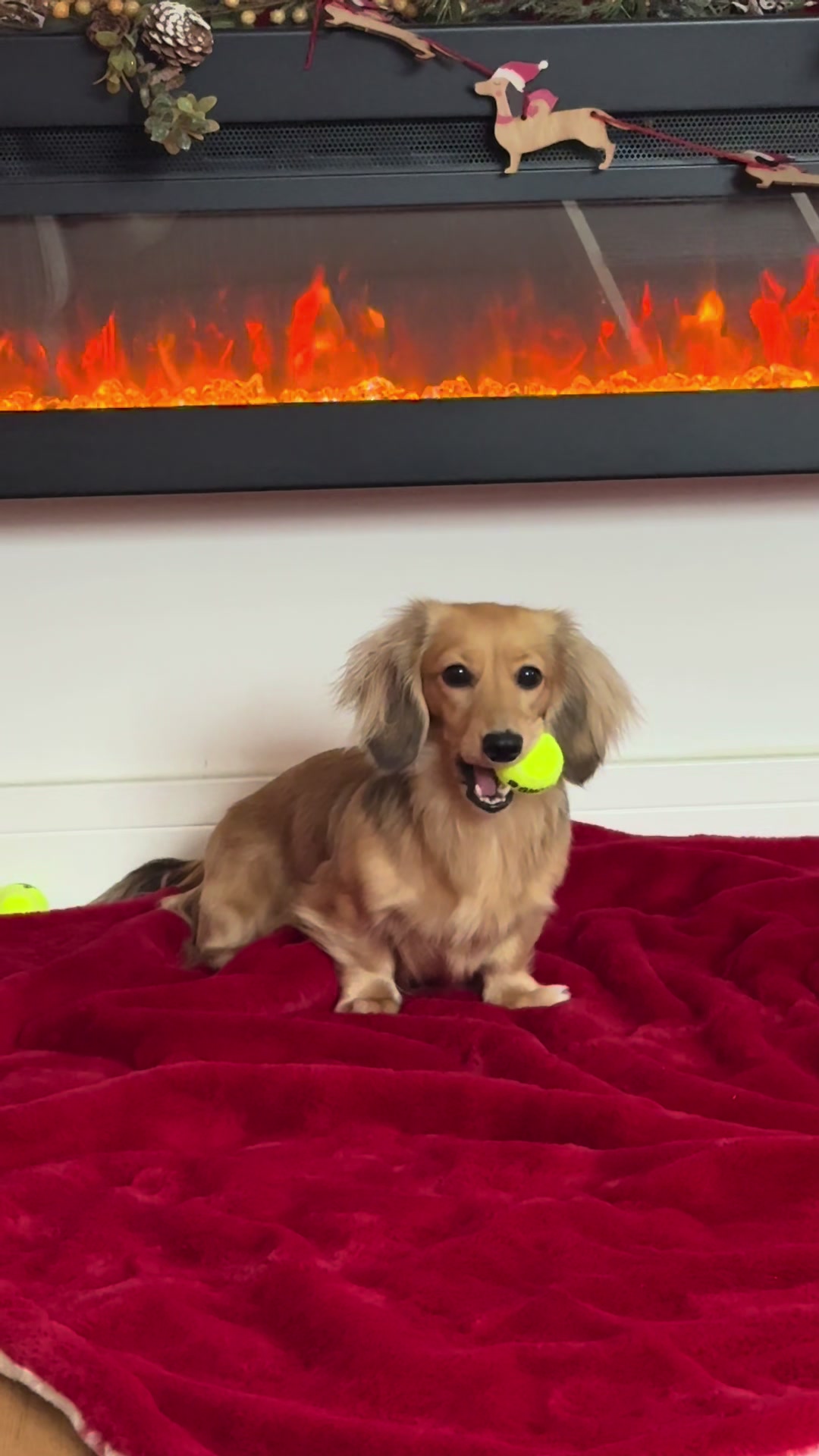 @sausagedogsisters