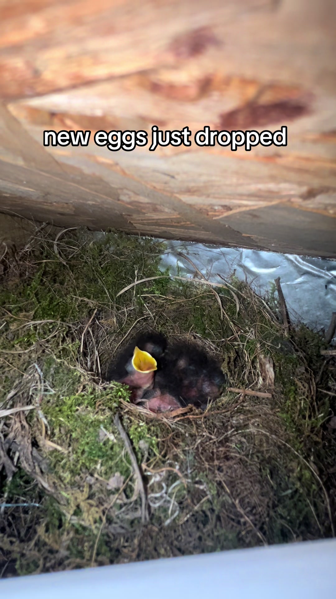 @meowcrobe unc