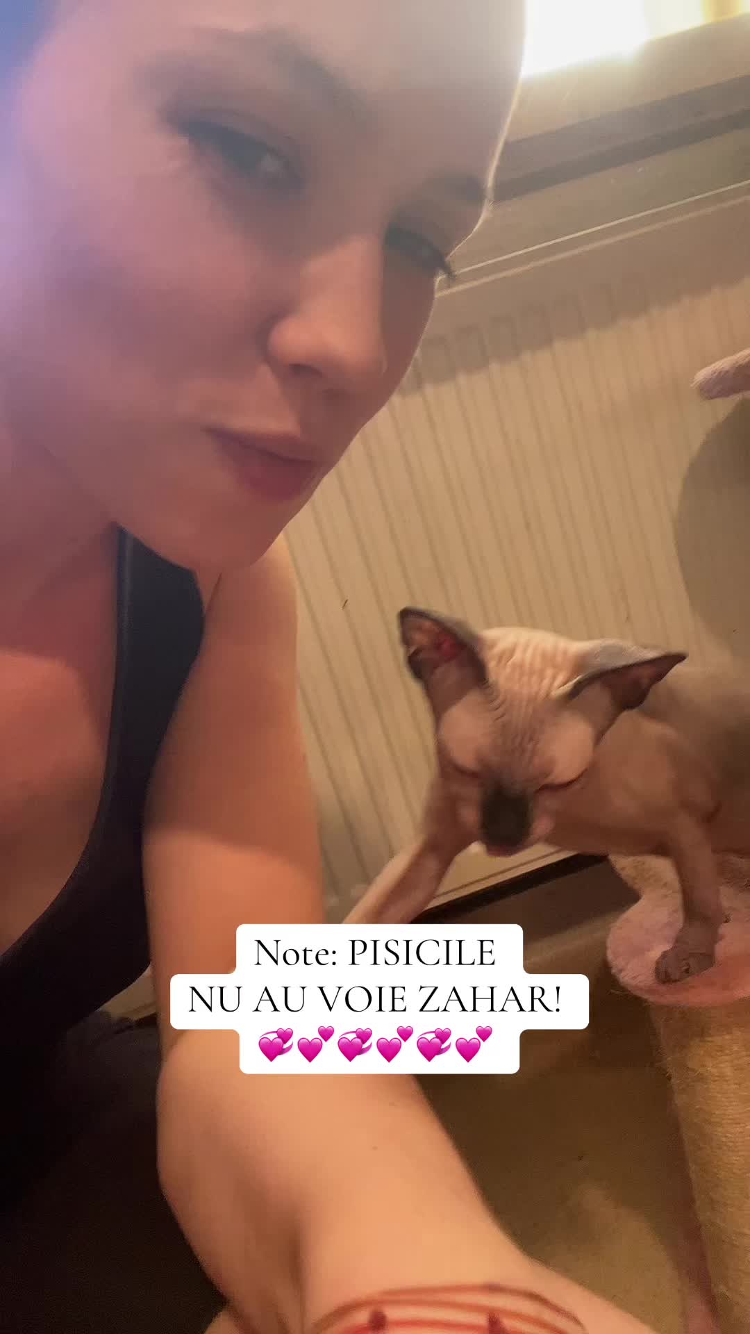 @Diana Ciortan Sphynx Romania