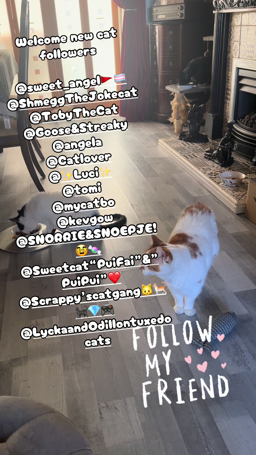 @crazycatladyxfour