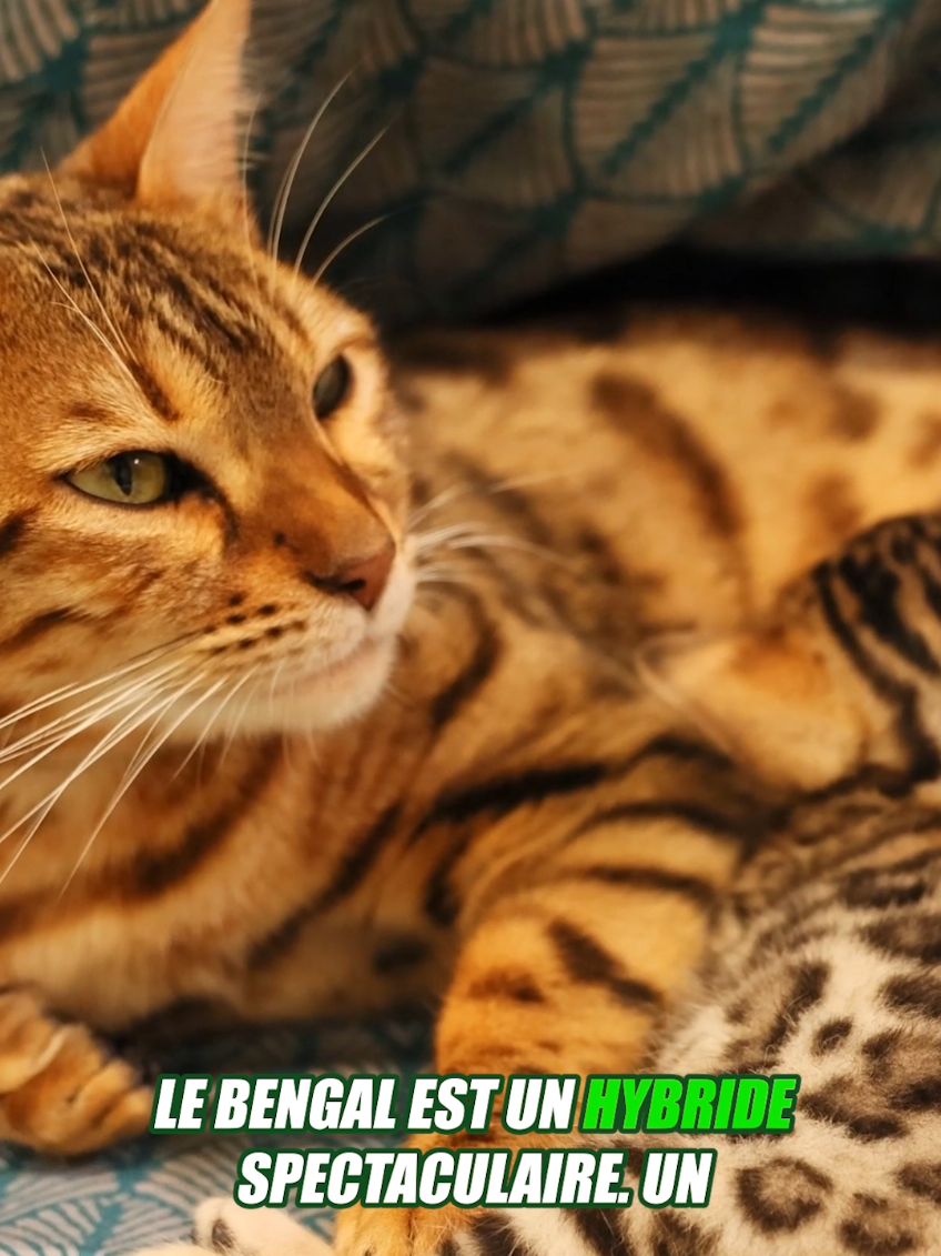 @Vico-Le Savais tu ?