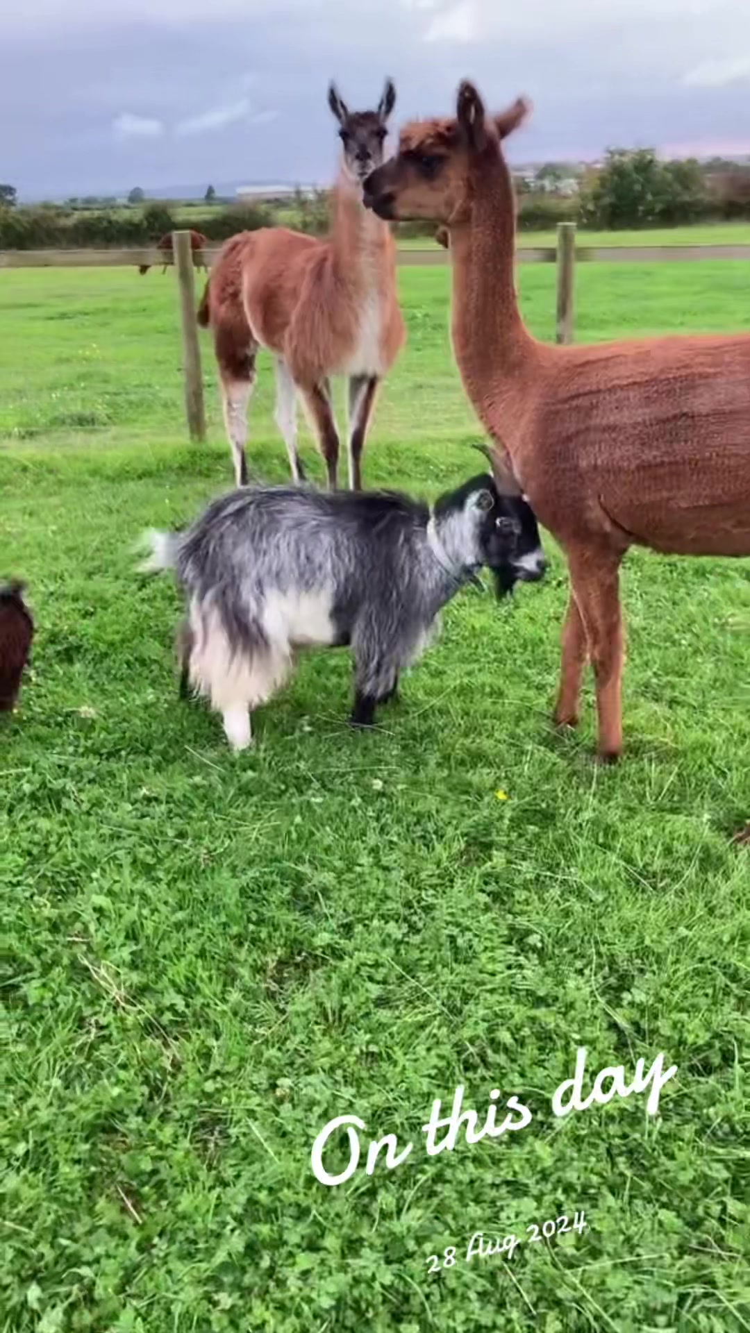 @Willowlanealpacas