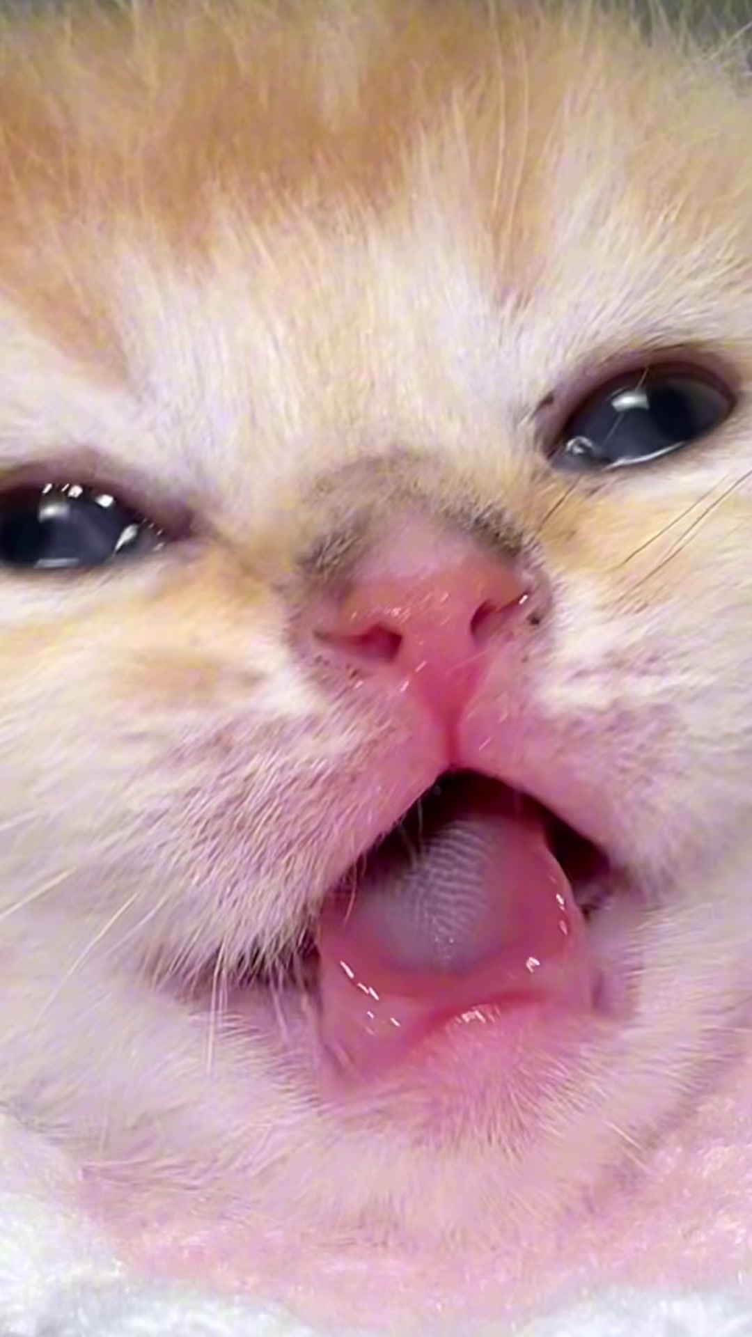 @Soothing Cats😻