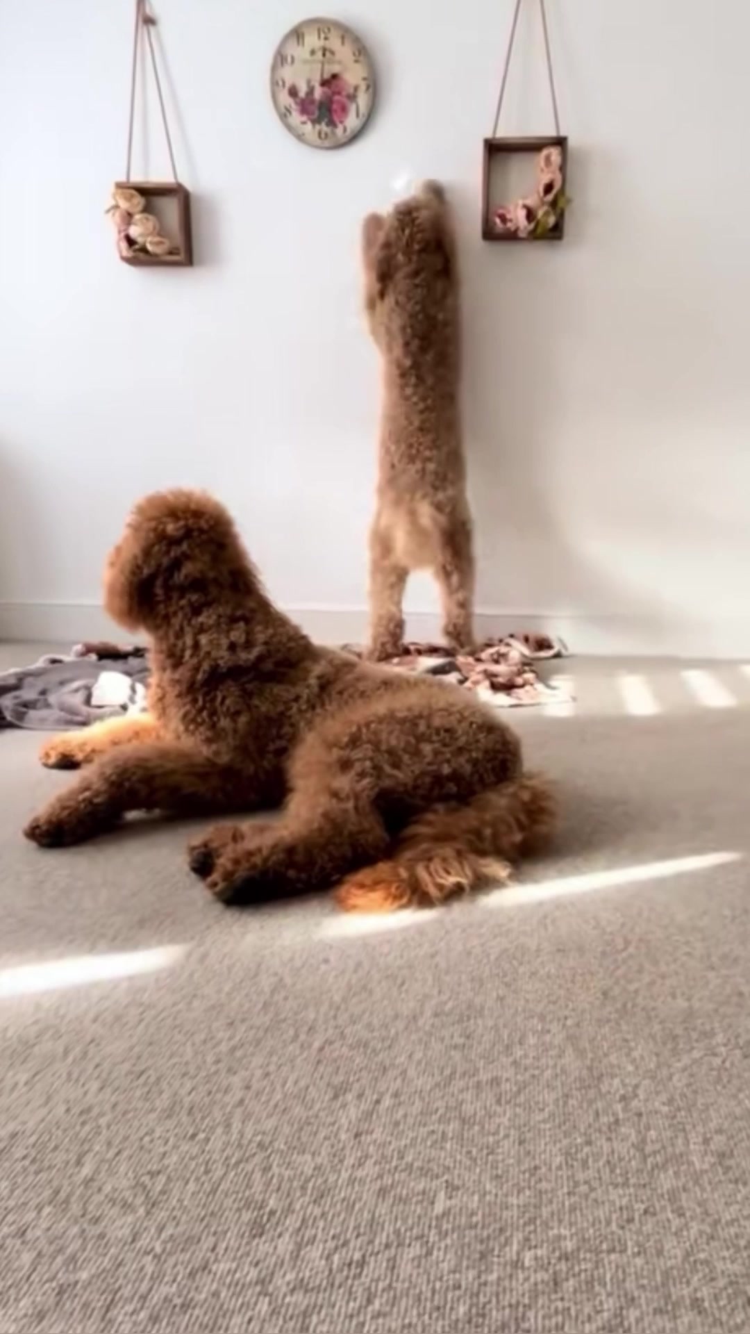 @Twin dogs Benny and Leo