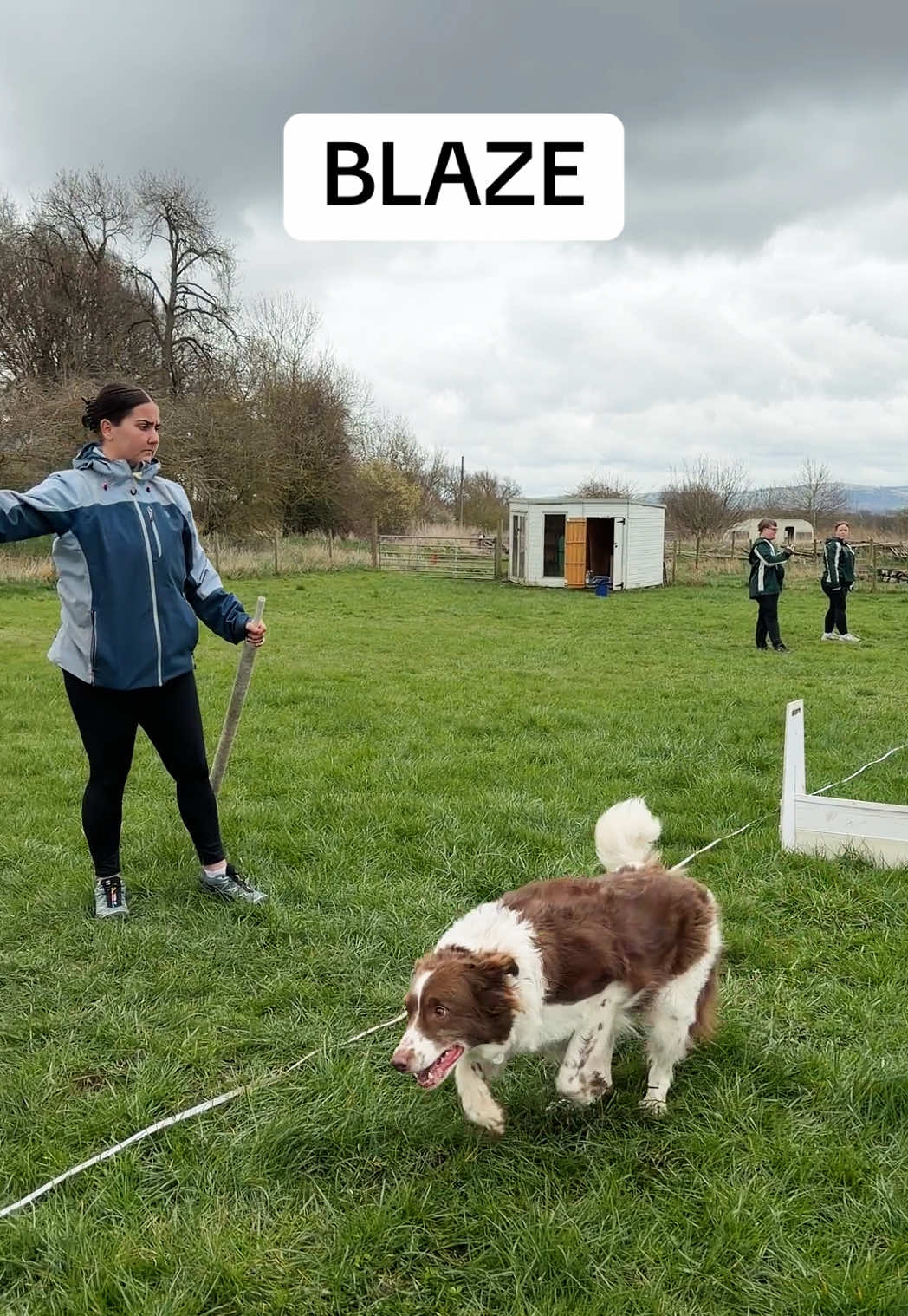 @Pawsitivity Flyball Team