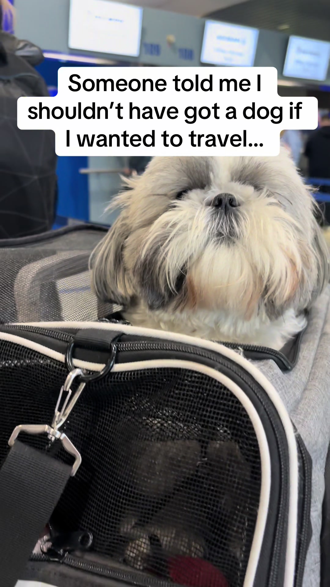 @Daisy | The Dog Travel App