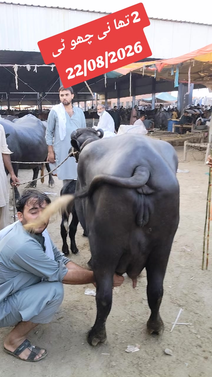 @💖🐄یوسف خان گوندل الہ 💖🐄