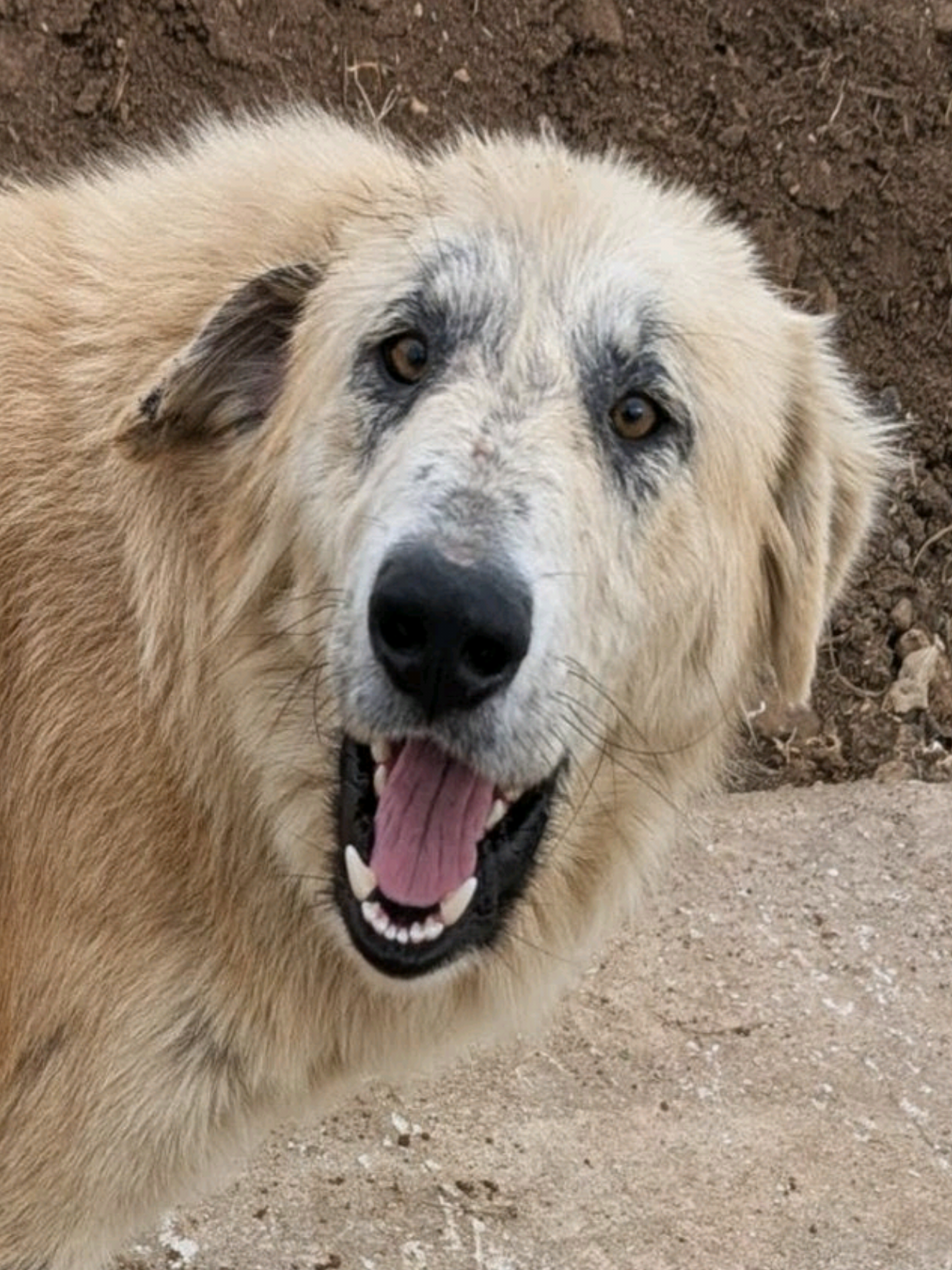 @Greek Animal Rescue