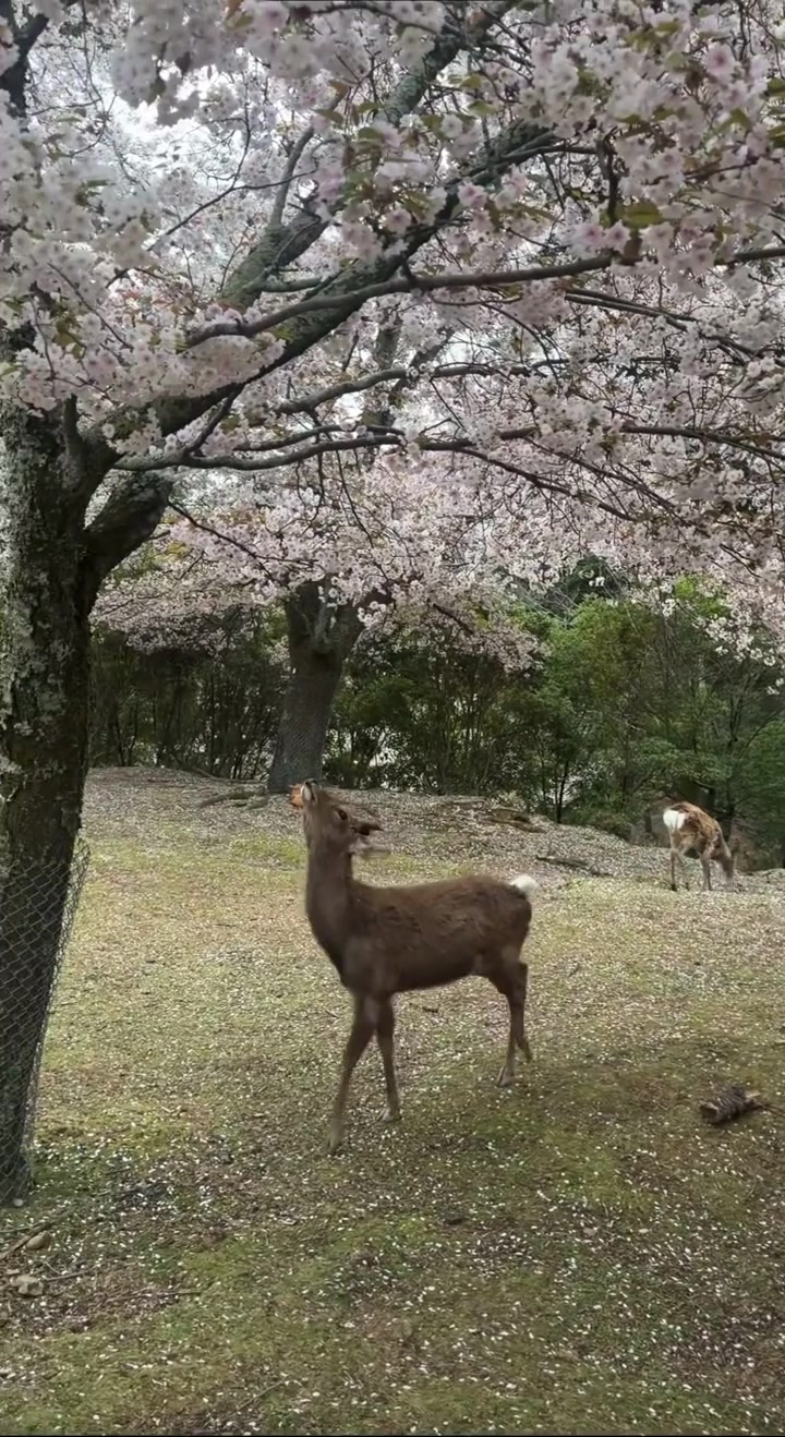 @animalmemester