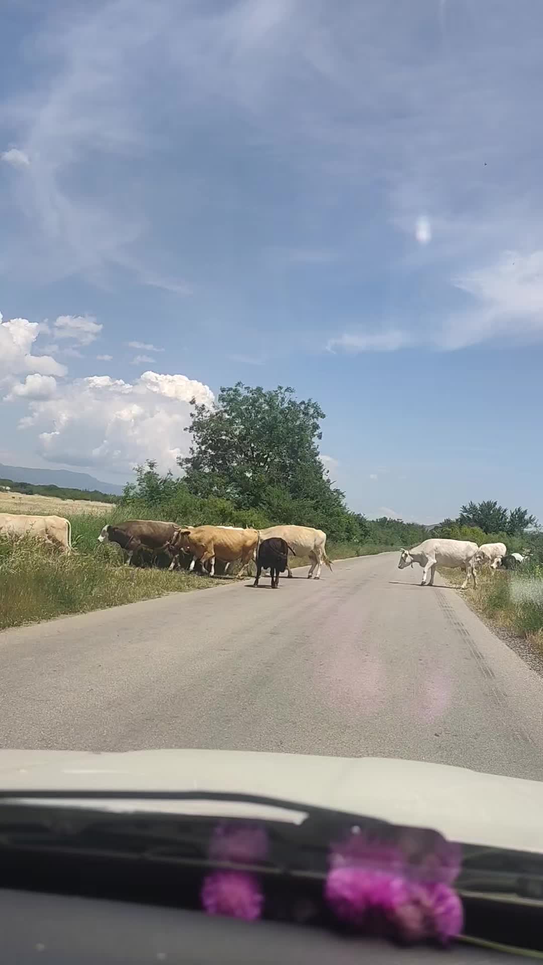 @ΣΤΕΛΛΑ ΟΡΦΑΝΊΔΟΥ