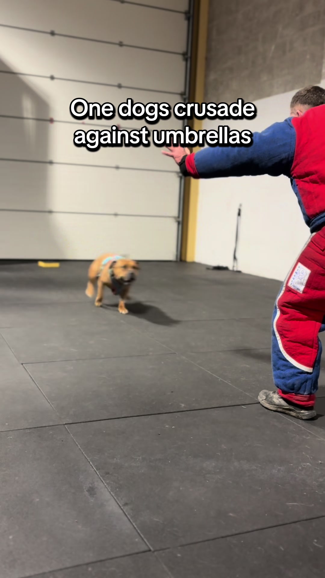 @Michael || Dog Trainer