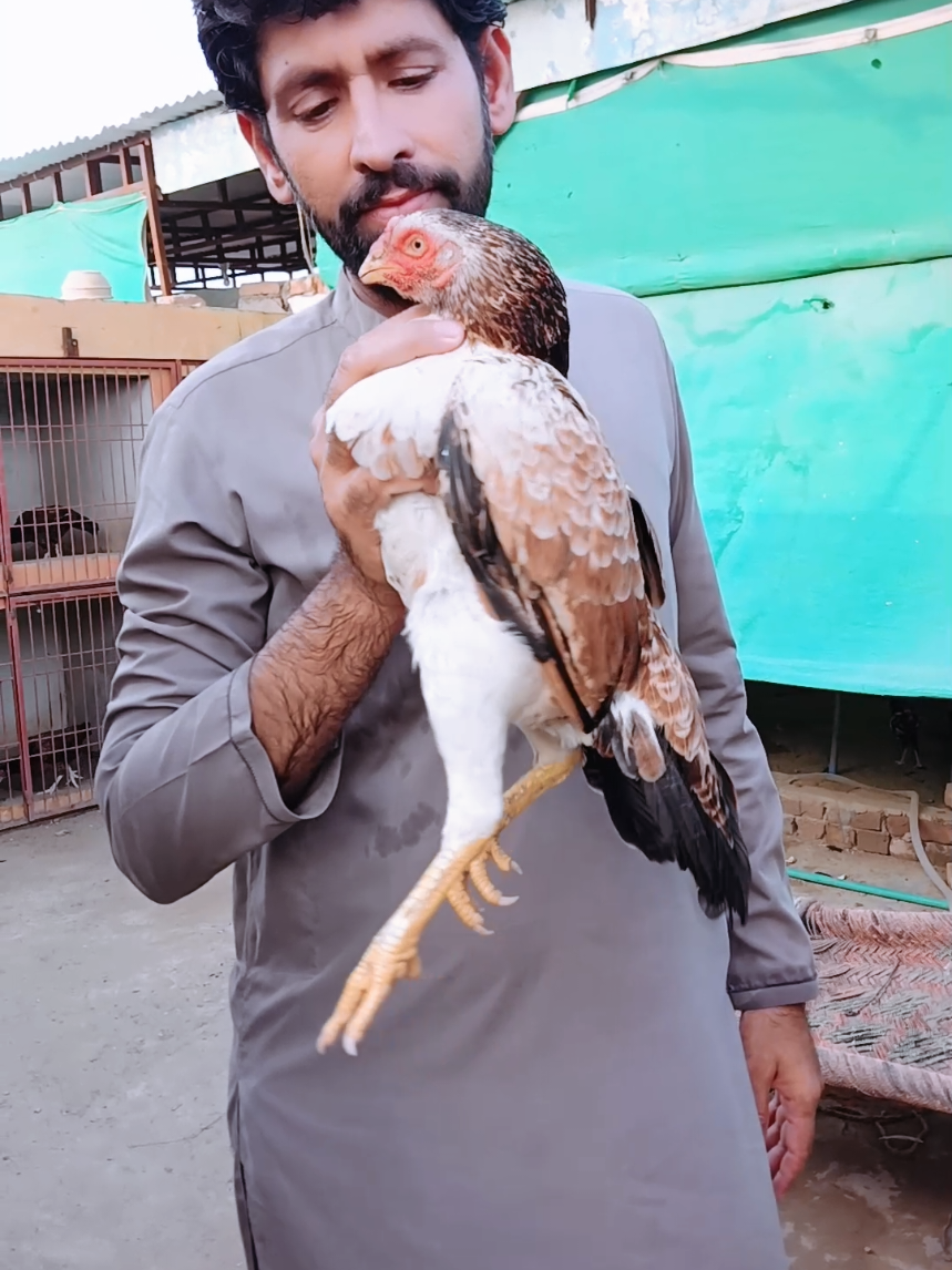 @Sajjad Aseel Farm