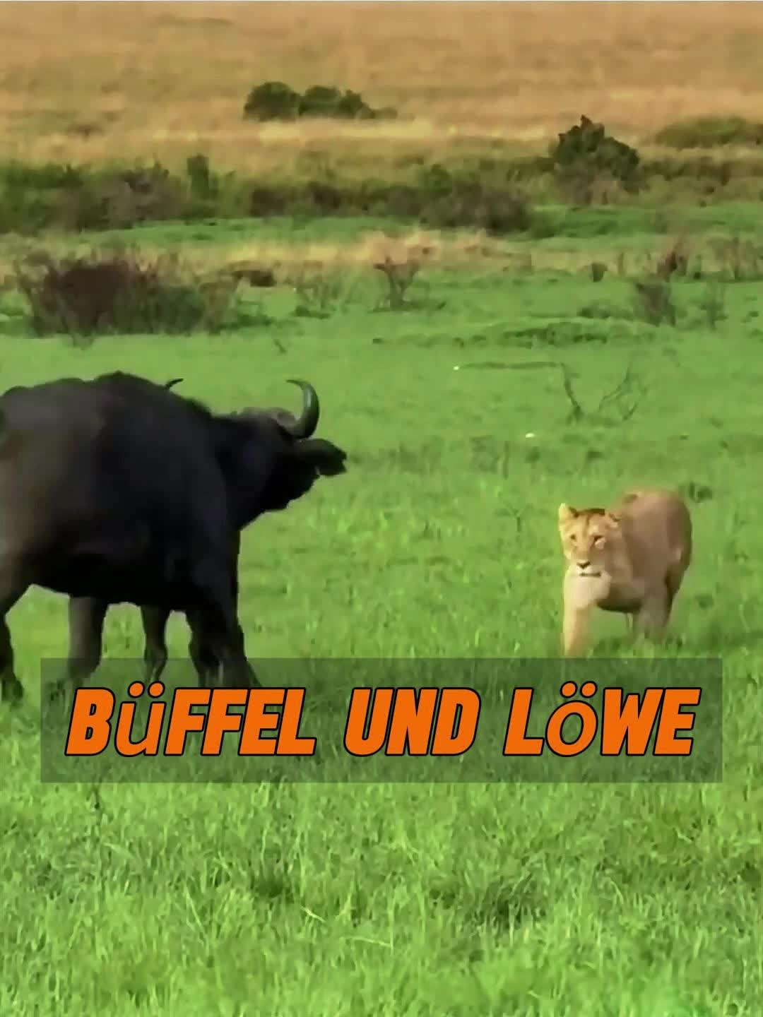 @Geo Tierwelt
