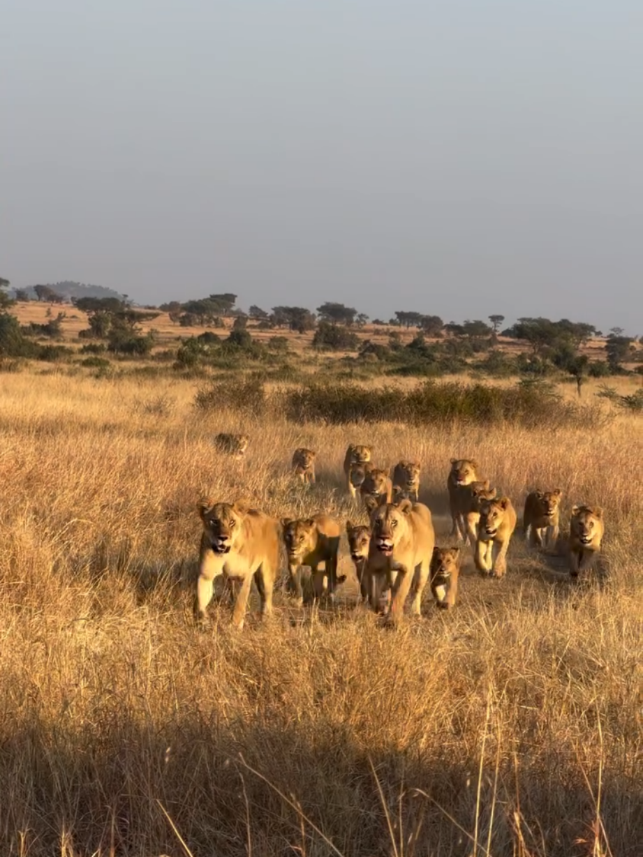 @Lion Sightings