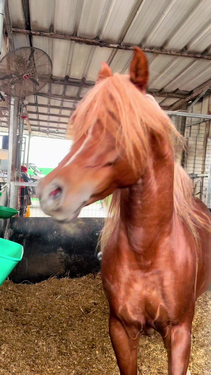 @חוסיין כעביה🐎