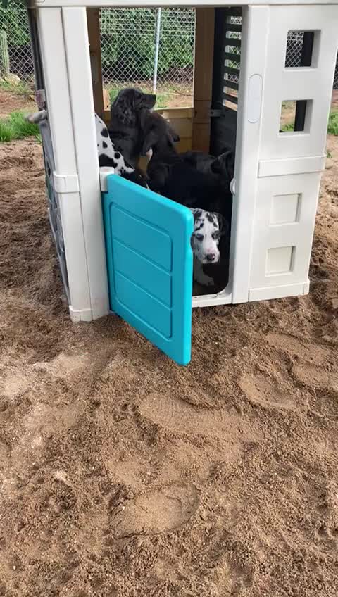 @Dеlмаdоg 🐾