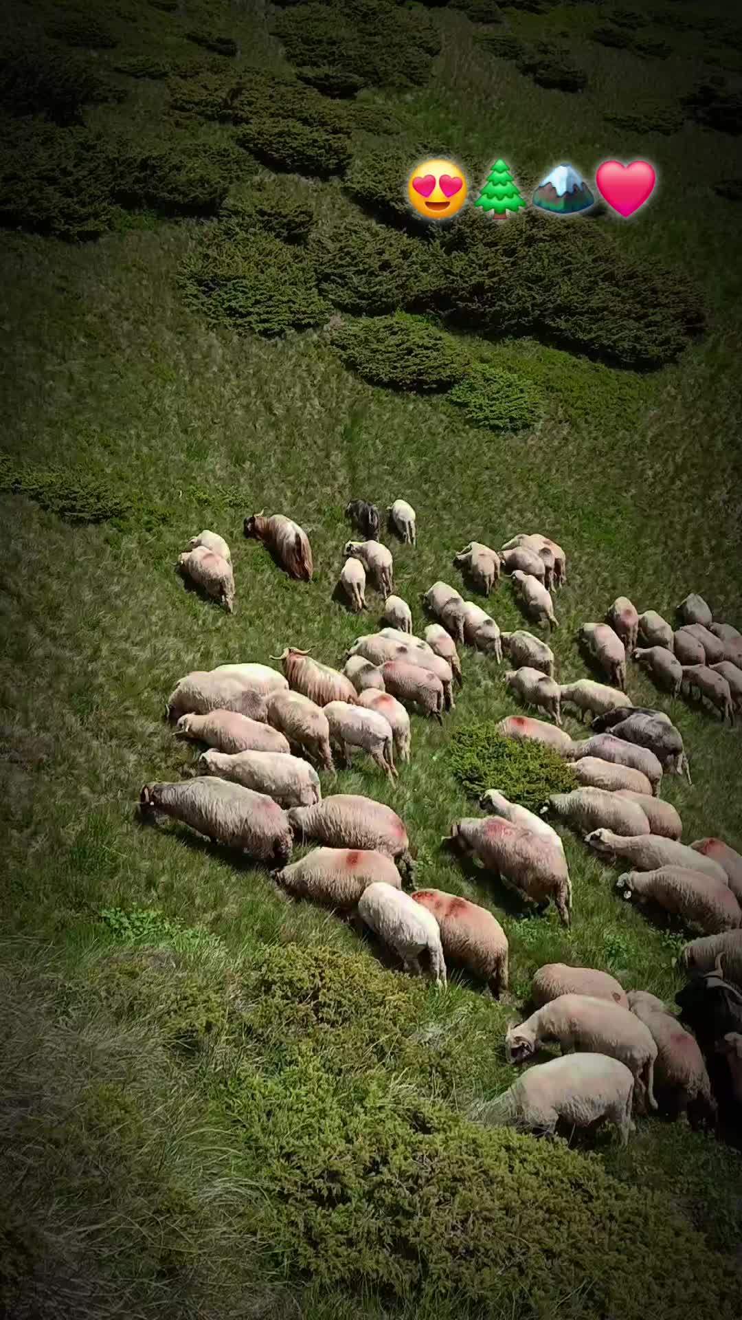 @Jidanu 🌲🐕🐑🌲❤️