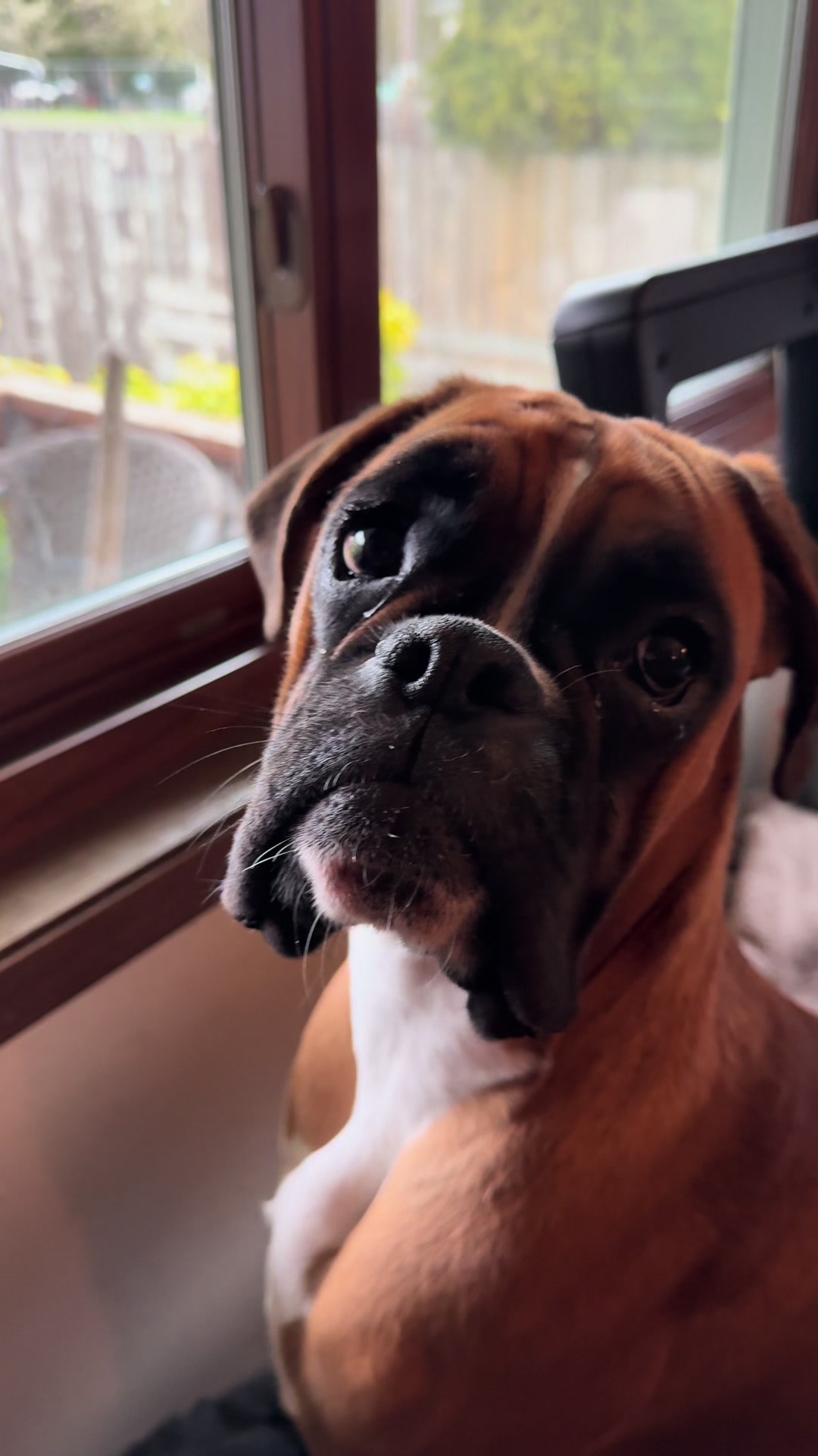 @boxermadness