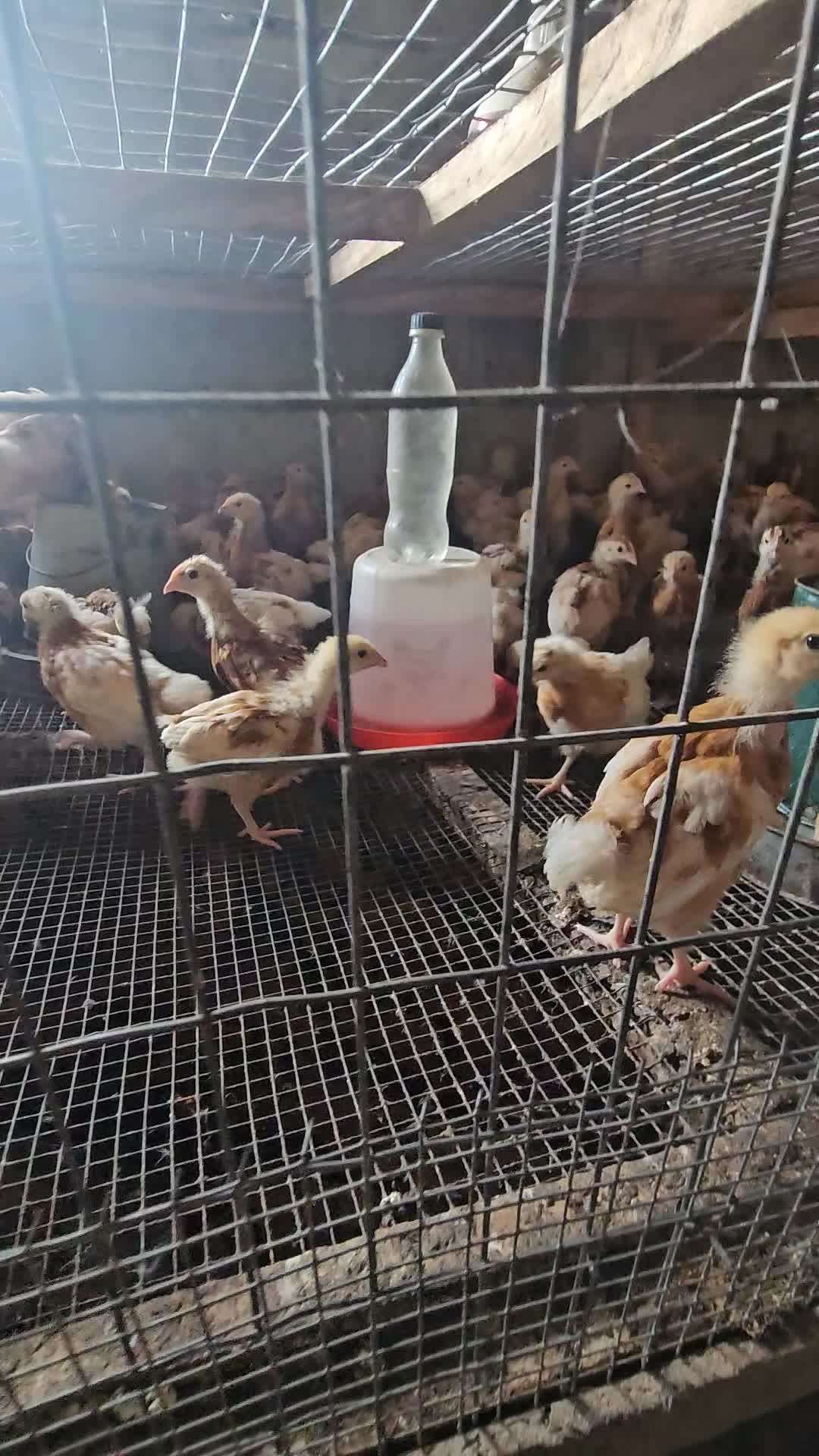 @thetri farms