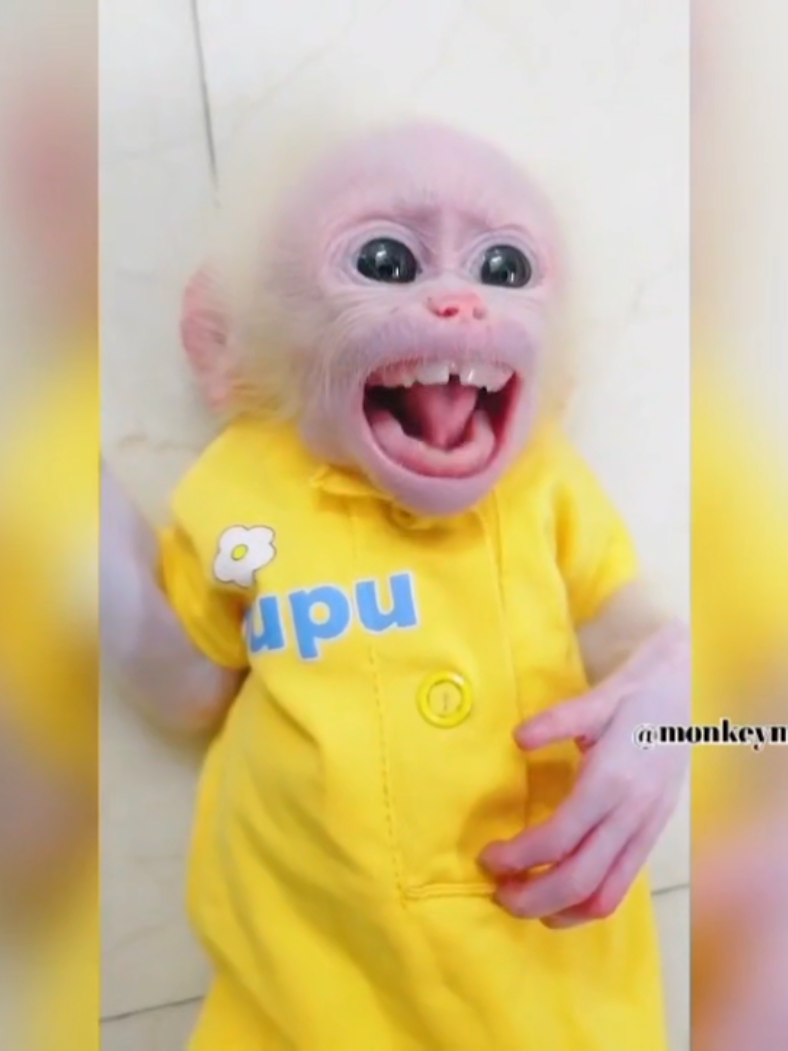 @monkeymoo666