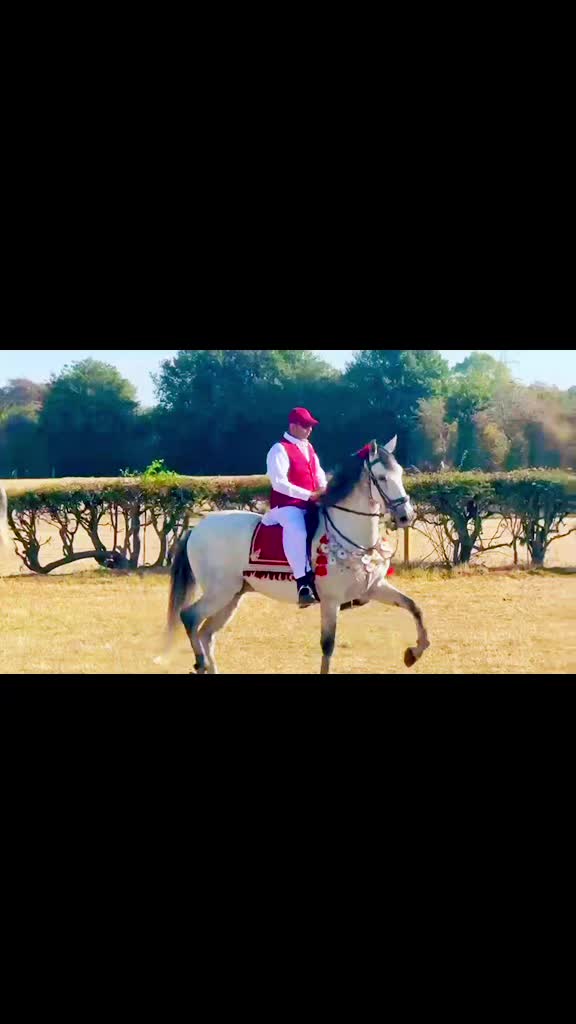 @Slough horses