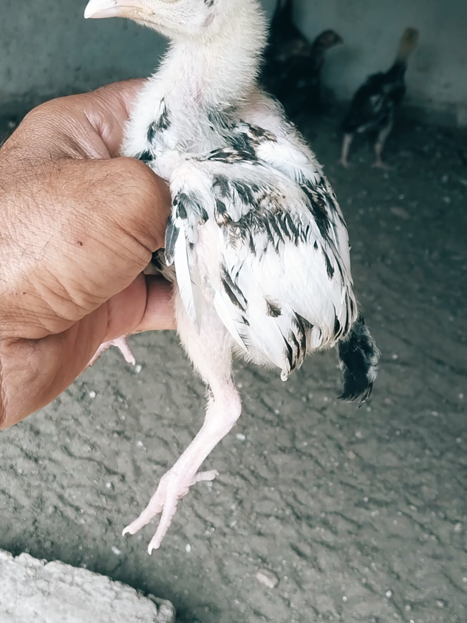@Sajjad Aseel Farm