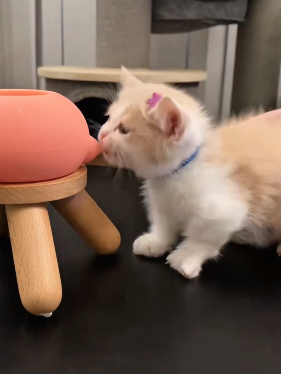 @Cute Cats Zone