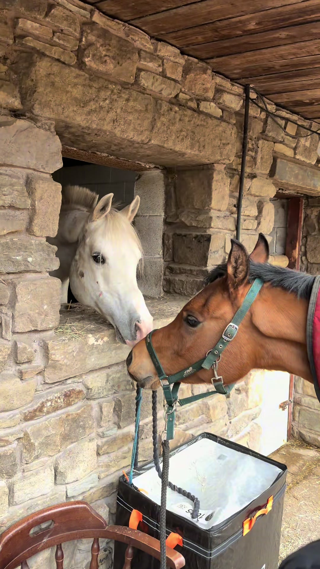 @thekhansarabianstudfarm