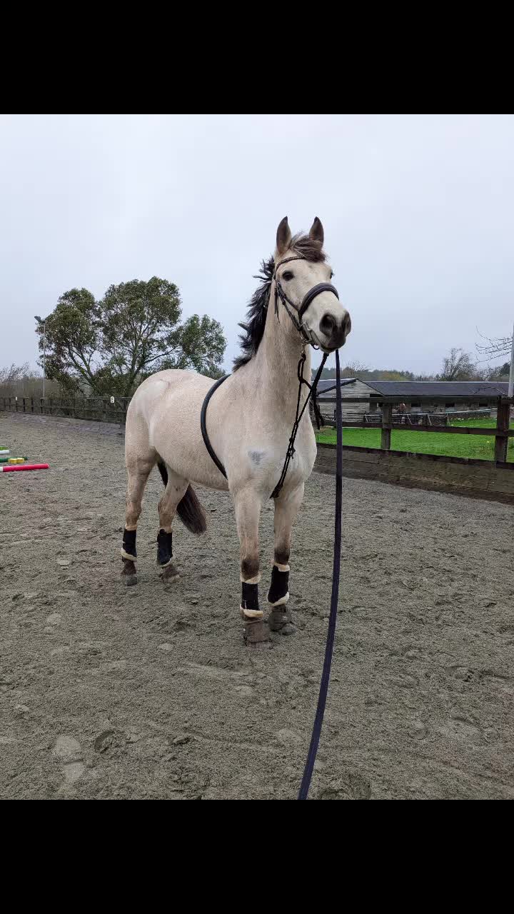 @ZB Equestrian