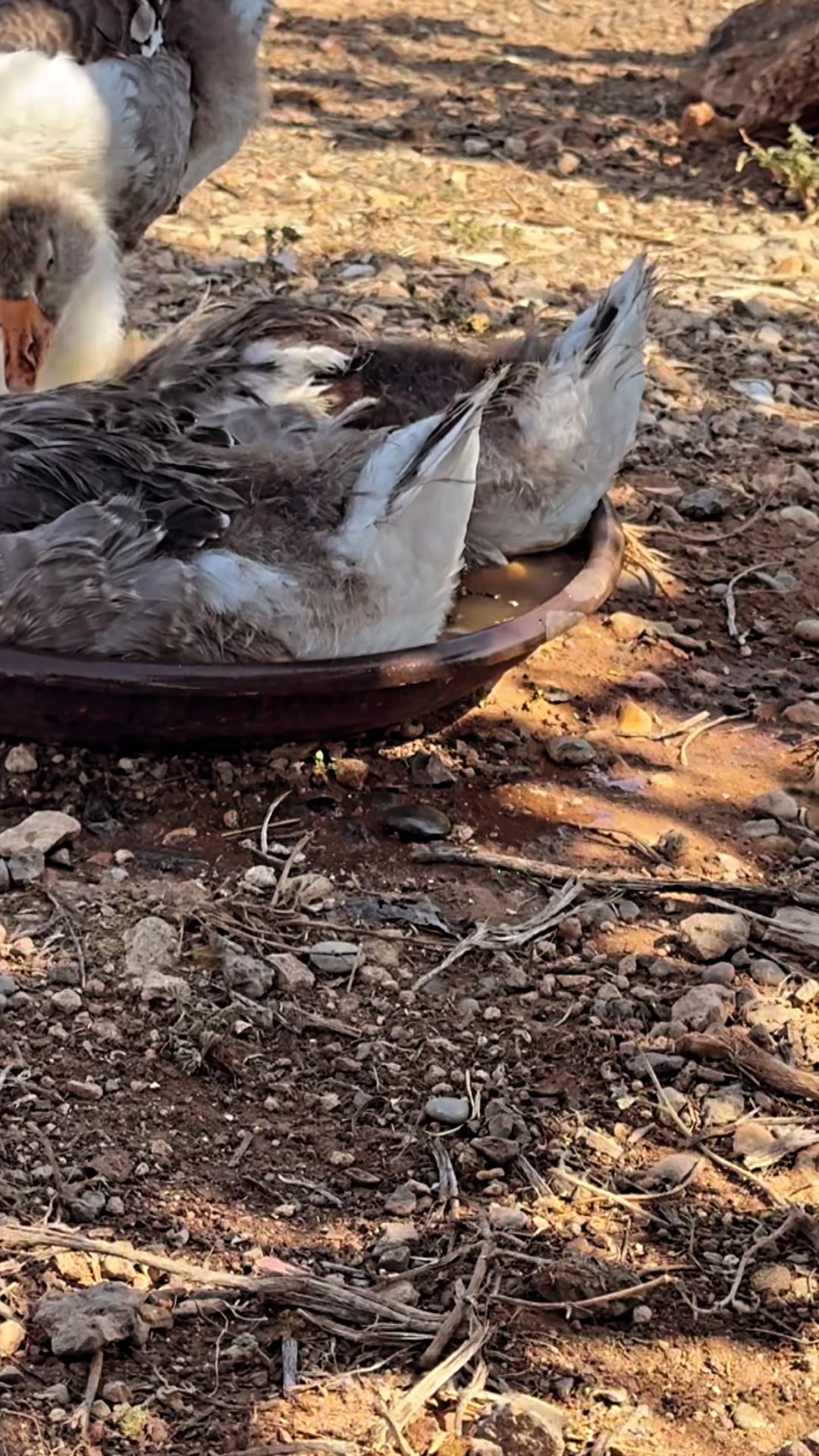 @Michael Hermes Lytras