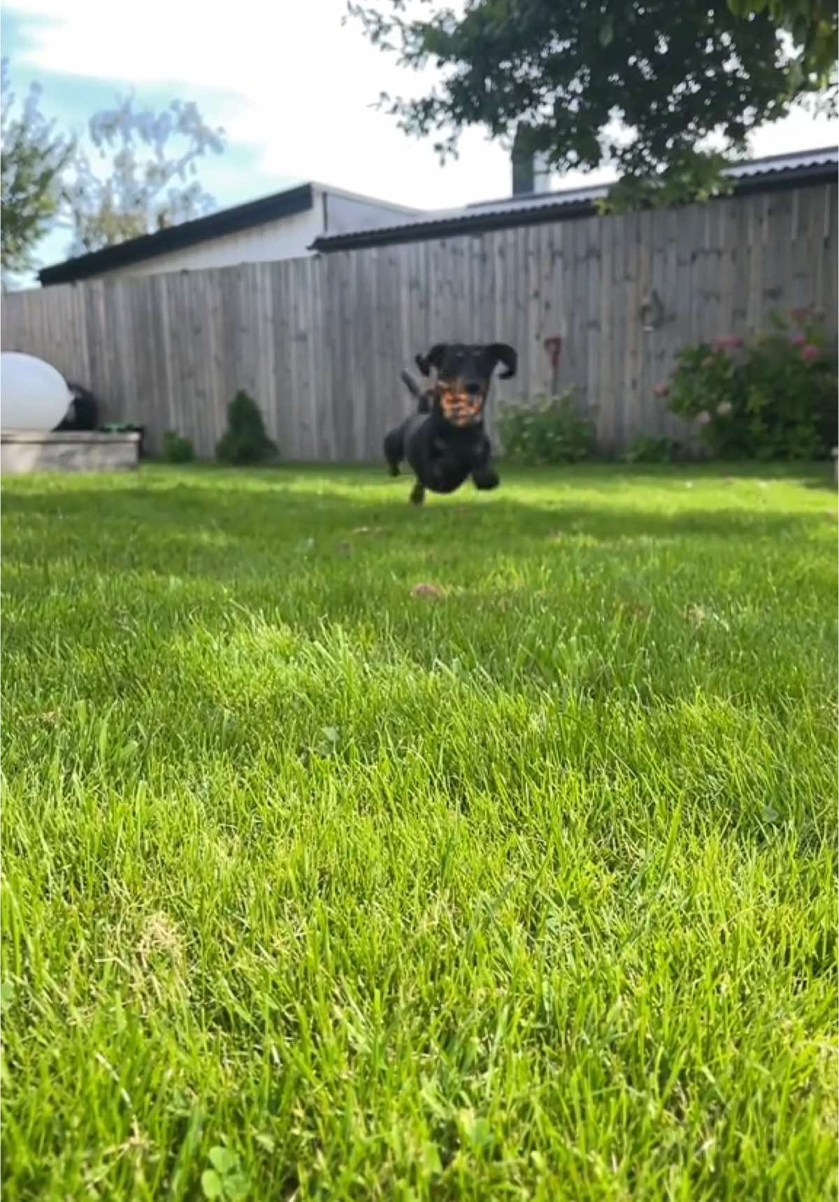 @Nils The Mini Dachshund     🌭