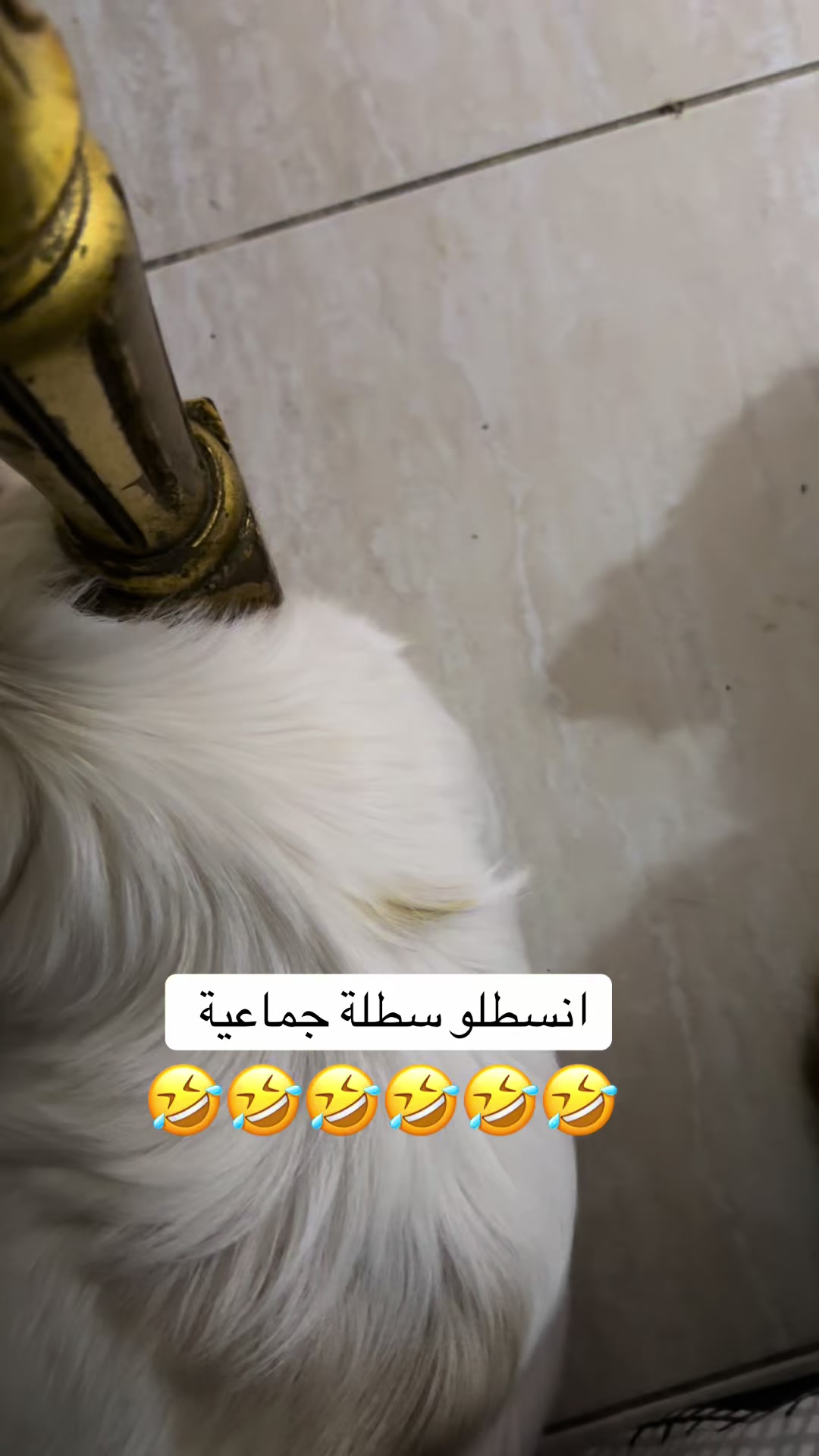 @لولو الحسني🇸🇦🫀