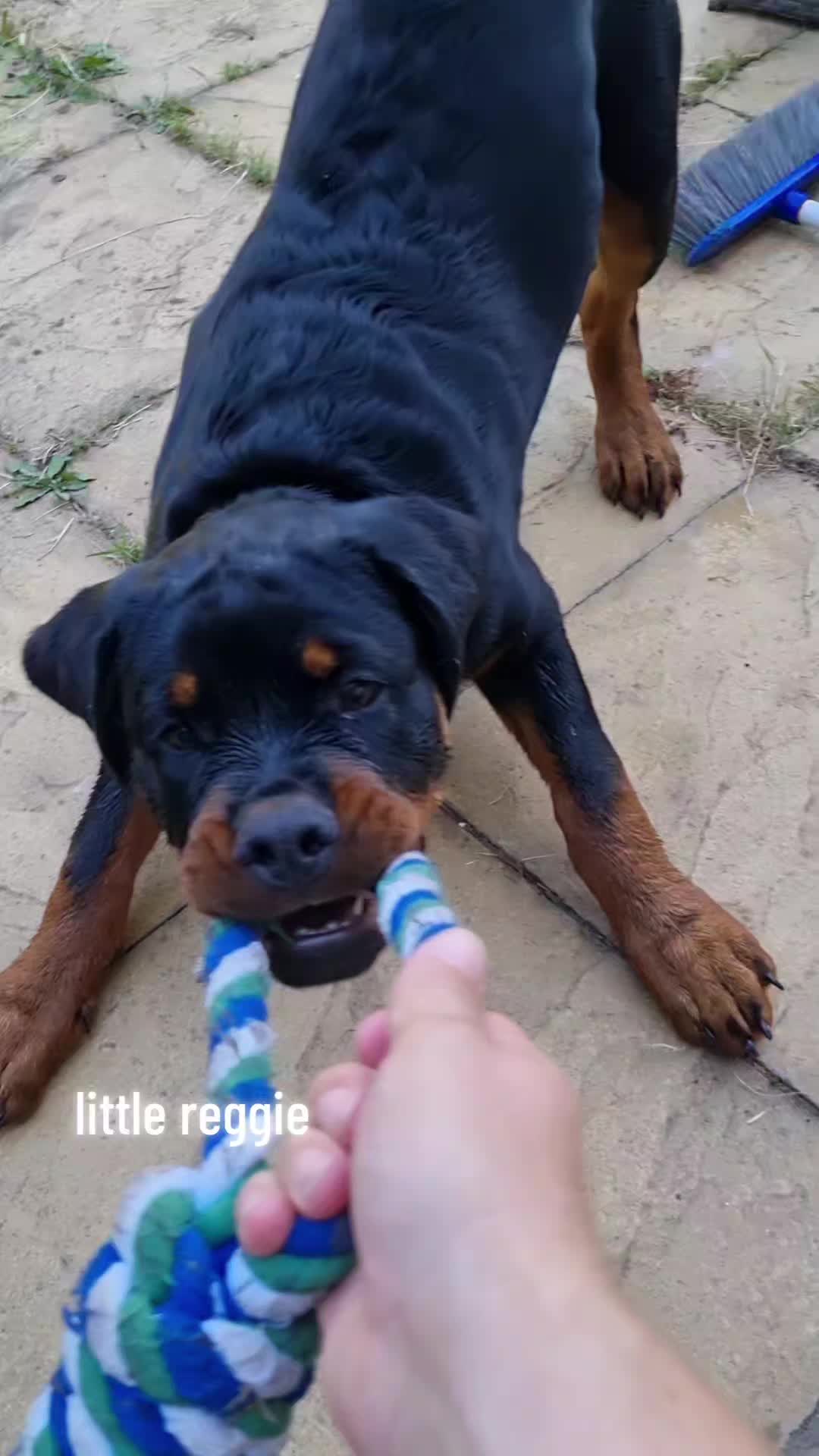 @Reggie the Rott
