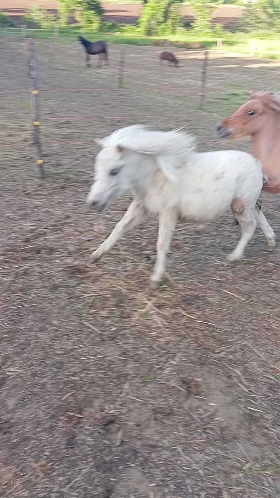 @joep.allevamentominipony
