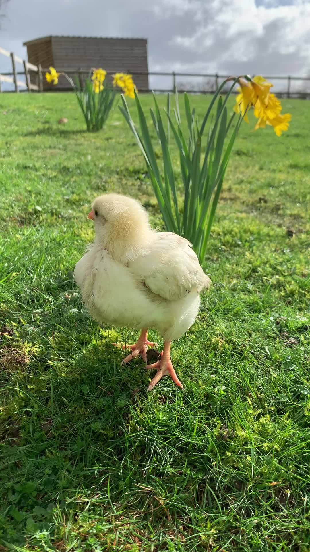 @Walnut Tree Farm