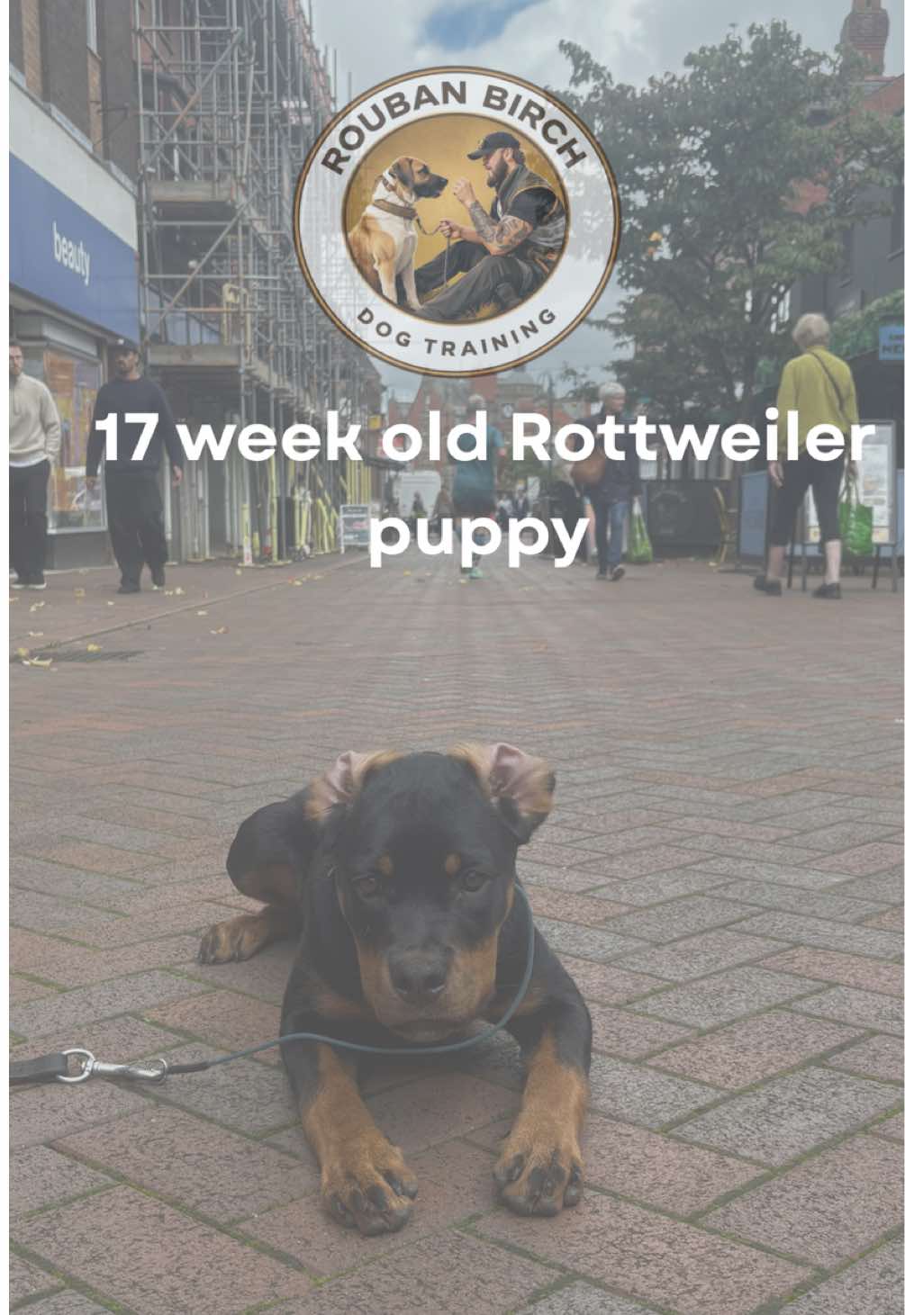 @rbdogtraining