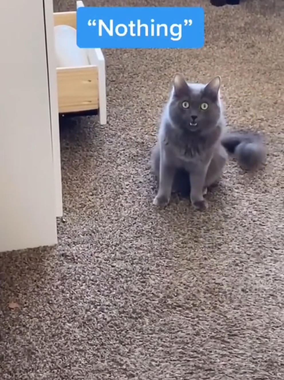@DailyDoseOfKittyUK