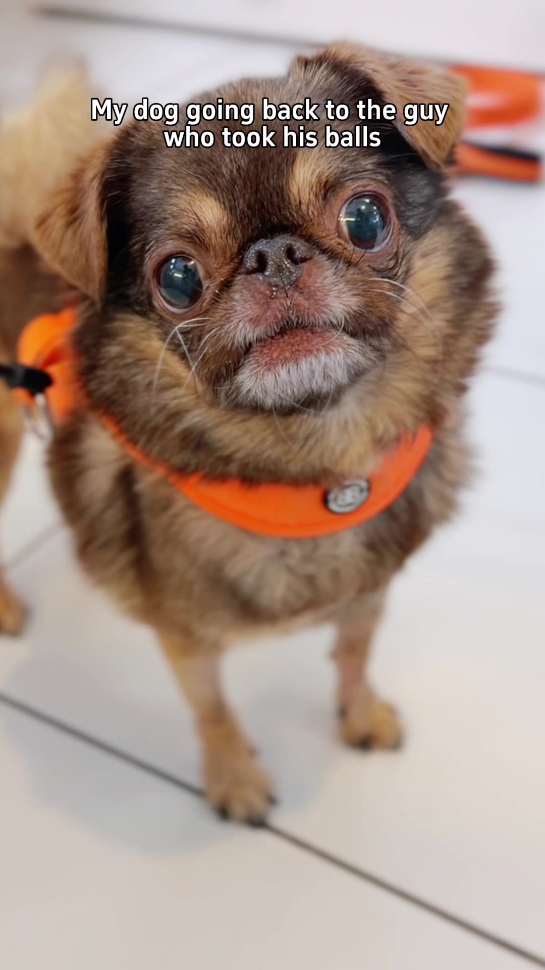 @ChilliThePug