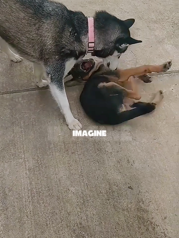 @Ale4Pets