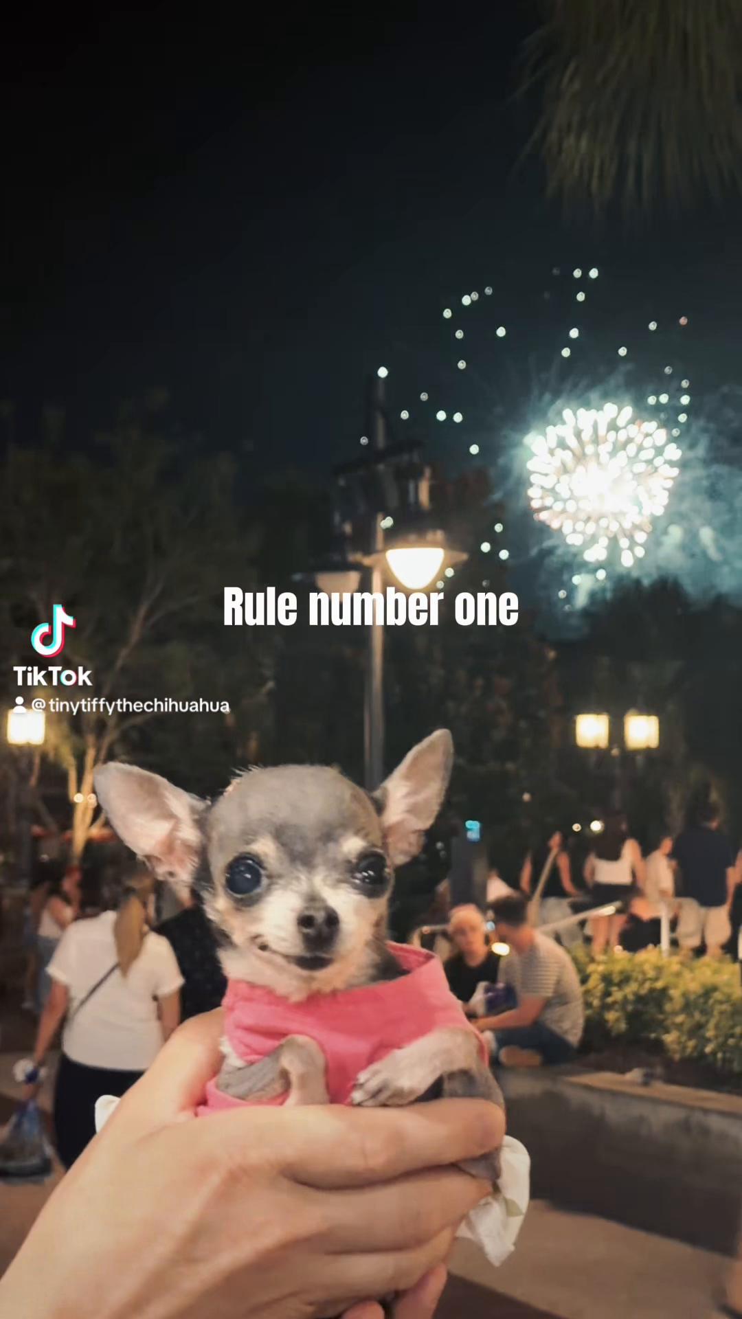 @Tinytiffytheteacupchihuahua