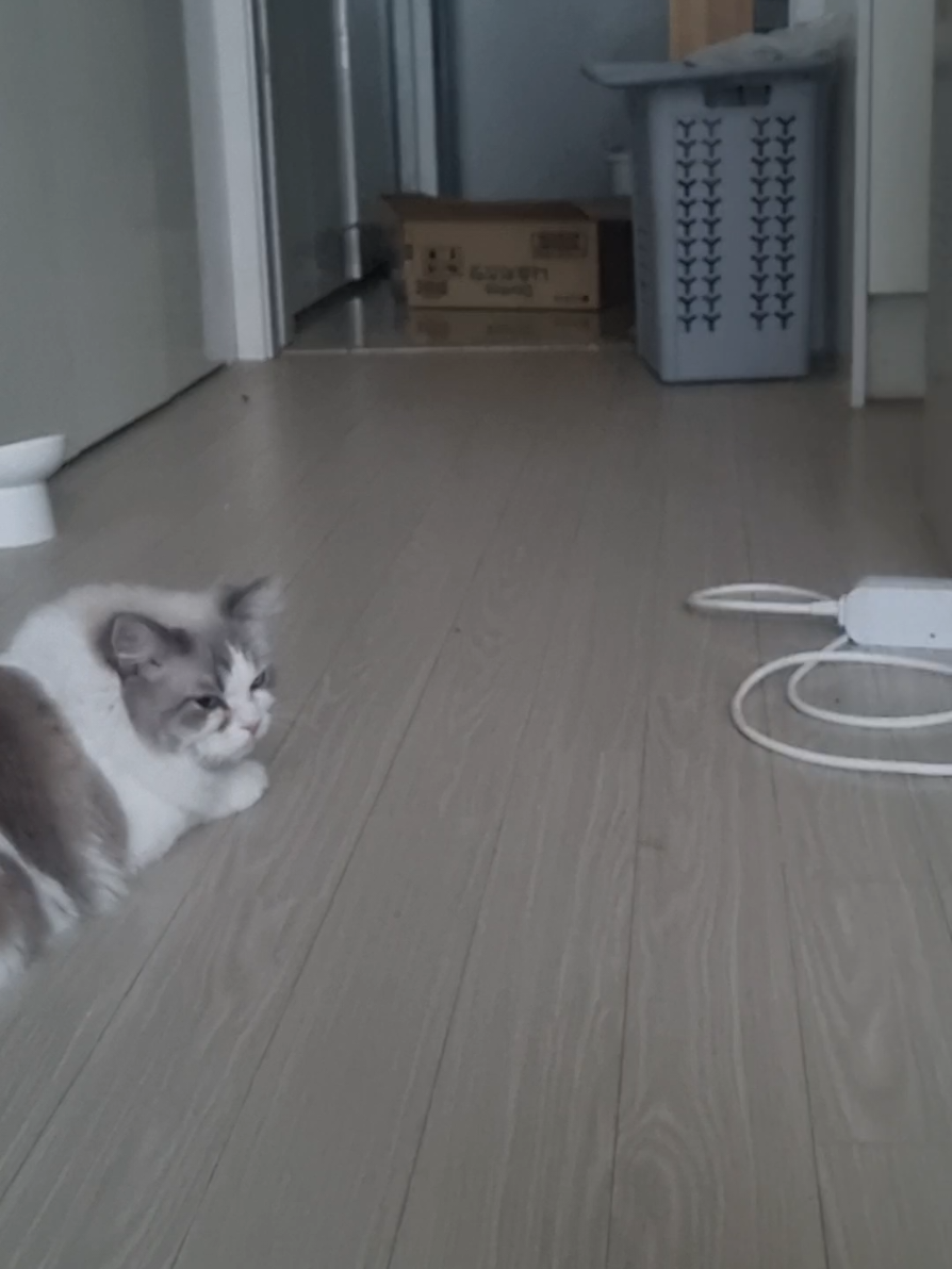 @고여사또치