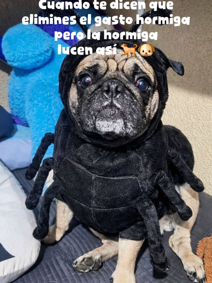 @CHICHARO🐶🐾