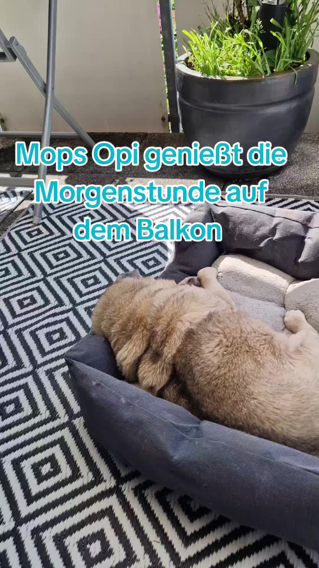 @Britti_Syke_Mops