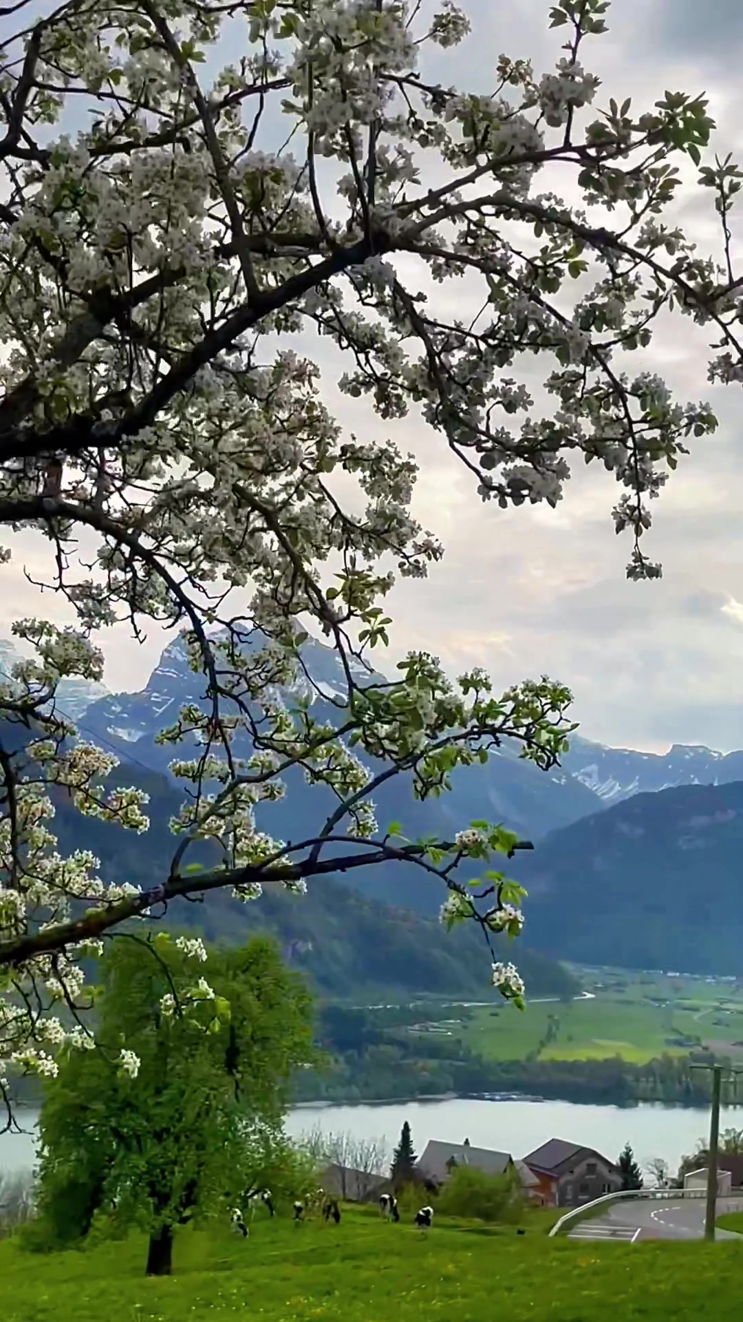 @Ivi Swiss 🇨🇭Czech 🇨🇿