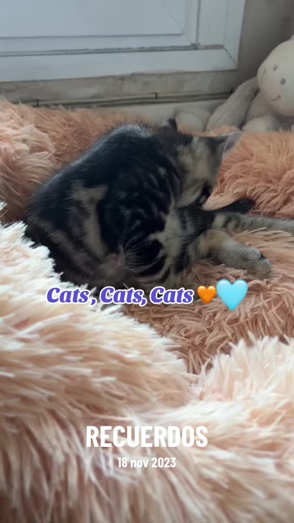 @Cloe-Leo 🤍🧡cats