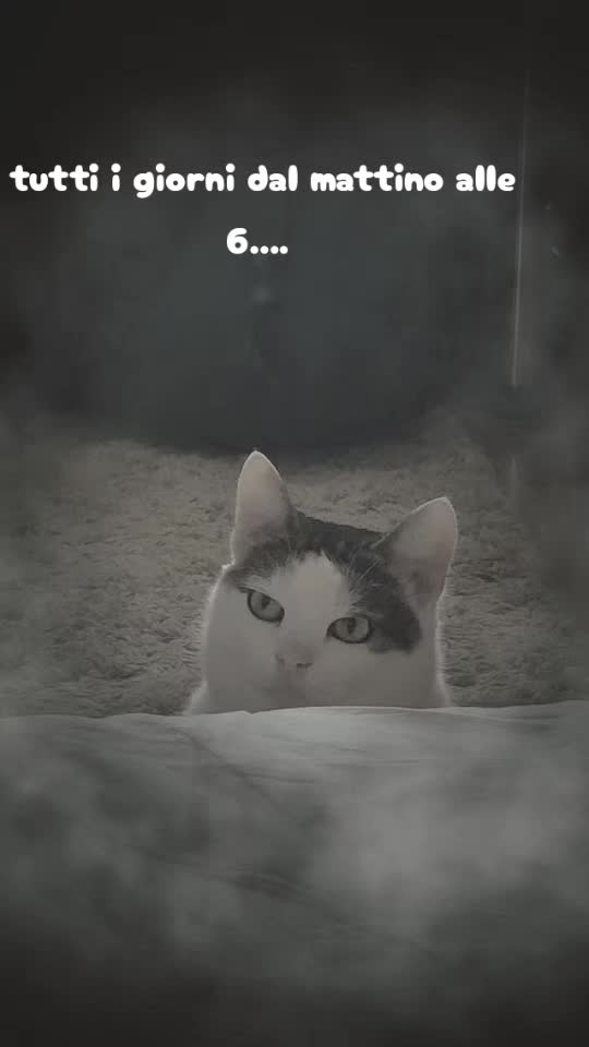 @Magic♥️Pets