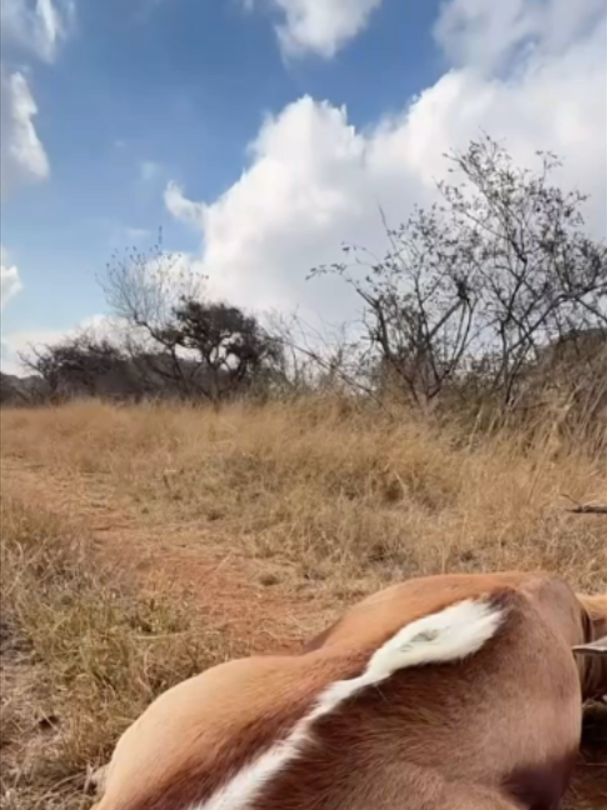 @Mundo dos Animais