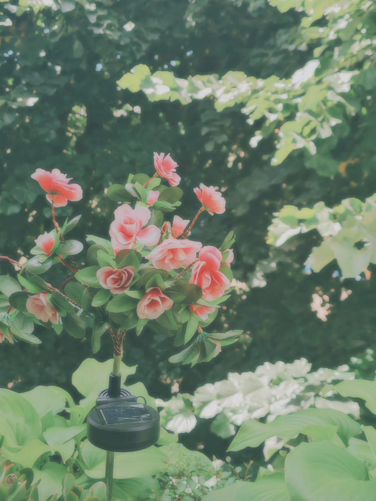 @🪷🌷🌺♡𝐩𝐞𝐚𝐜𝐡𝐲♡🌺🌷🪷
