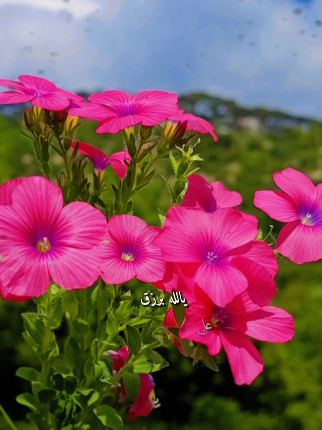 @lavendr81